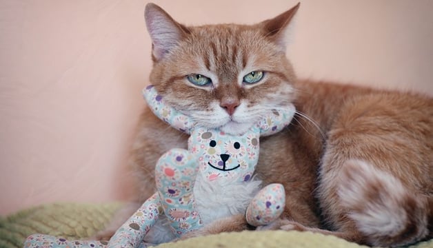 cio da gata