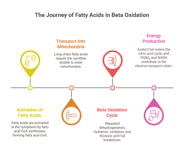 steps beta oxidation