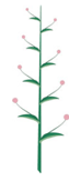 Inflorescence indéfinie - Grappe