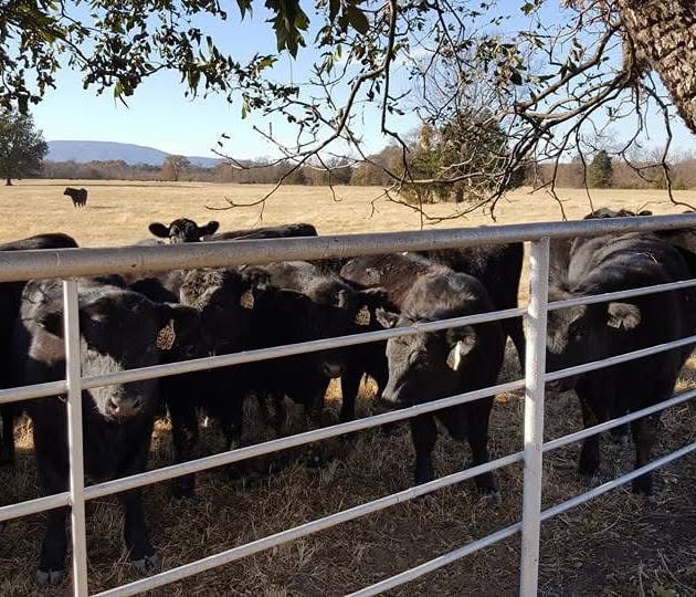 Cows for sale near me