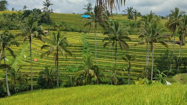 jatiluwih rice terrace