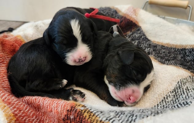 Bernedoodle Puppies