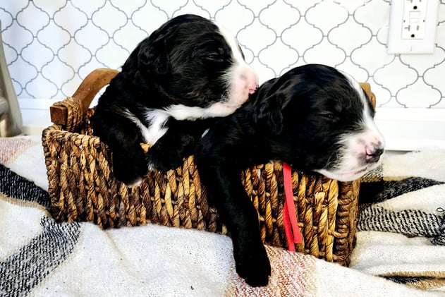 Bernedoodle puppies