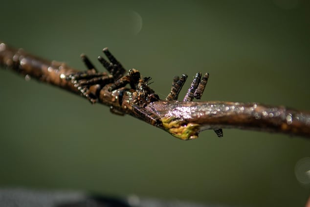 Cased Caddis on the Watauga River.