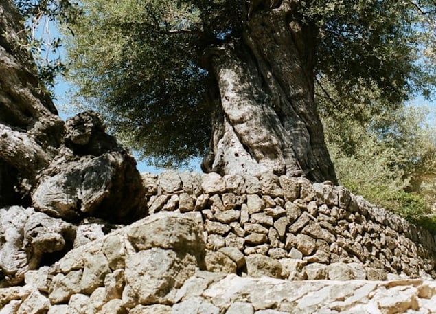 a tree that is growing out of a stone wall