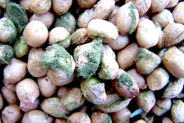 un tas de noix contaminées par des aflatoxines