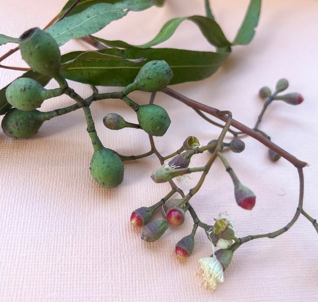 Australian gum tree leaves, fruit and flower buds on a warm pink colour background.