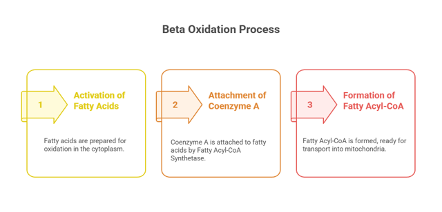 beta oxidation activation