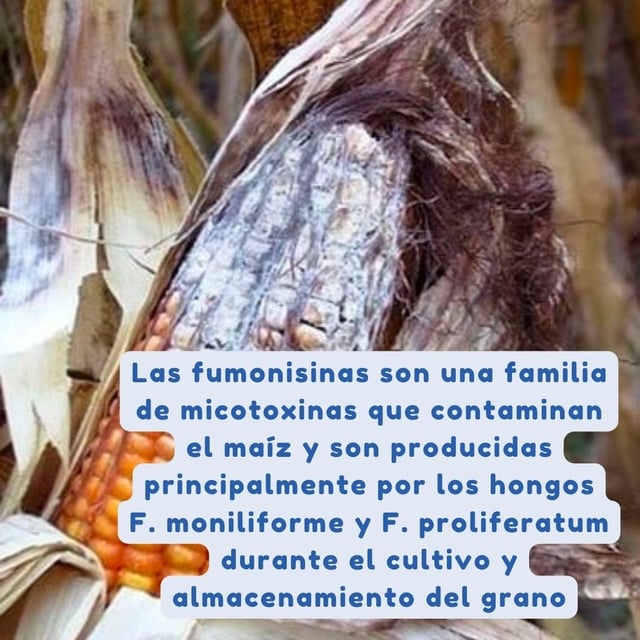labio y paladar hendido