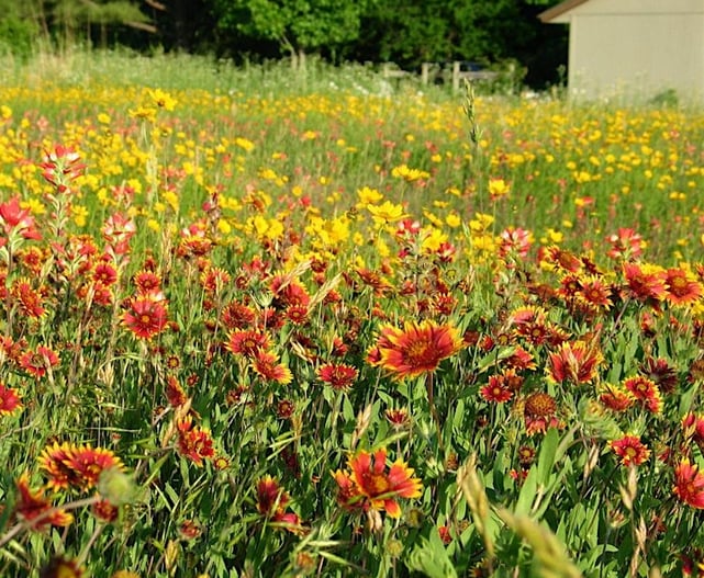 A field of flowers for the Tony Tour
