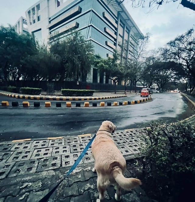 LucyFur our dog and chief tasting officer standing outside the Pune office of Phluffy.in