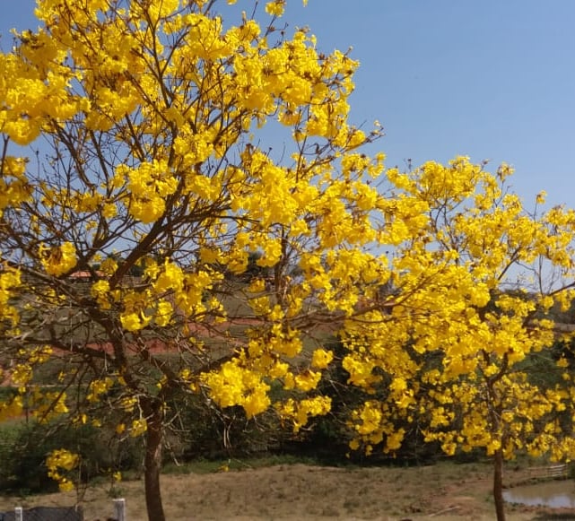 Ipê Amarelo