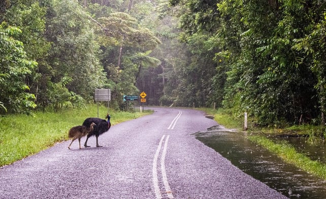 Daintree rainforest