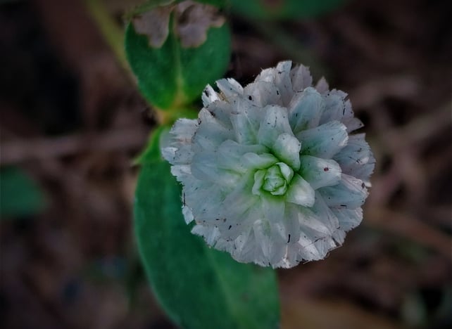 Eclipta alba-