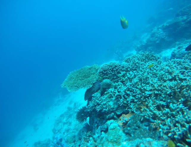 Diving Menjangan, Tulamben, and Lovina reef Bali #NorthBaliDive #BaliUnderwater #DiveGuide