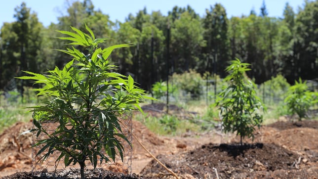 Outdoor Cannabis Growing in Summer