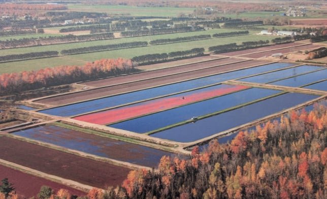 Ferme Daniel Coutu, producteur agricole spécialisé dans la culture de canneberges et camerises.