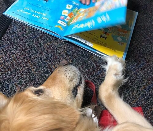 Tender Paws Therapy Dog laying on carpet with open book at its nose.