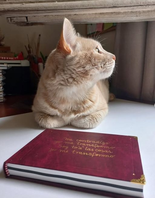 gato rubio con libro