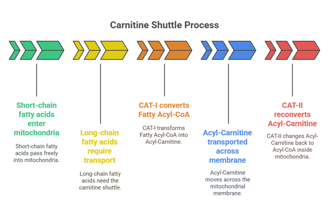 Carnitine shutle