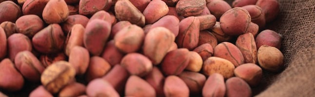 Kola nut