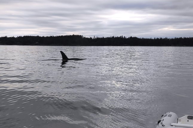 A Killer whale gliding past our boat