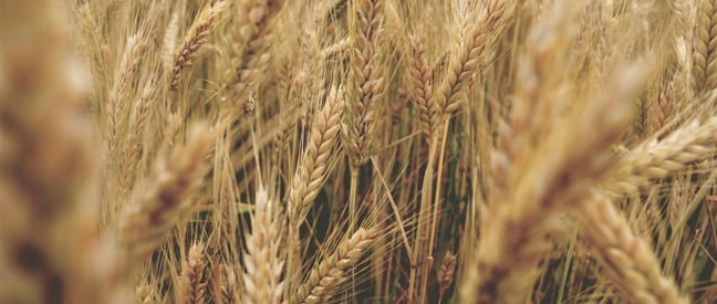 Todo lo que necesitas saber sobre el gluten