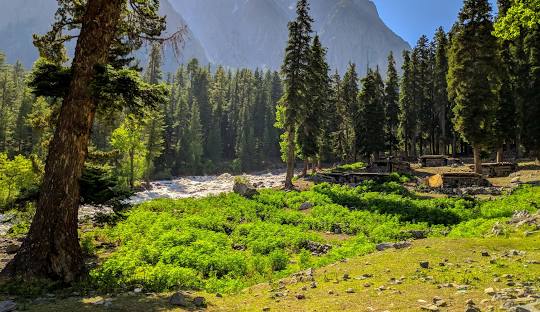 ushu forest swat kalam