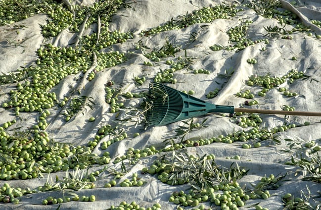 Terra Azapiko-extra virgin olive oil harvested by hand and their oil extraction takes place within a few hours of harvest.
