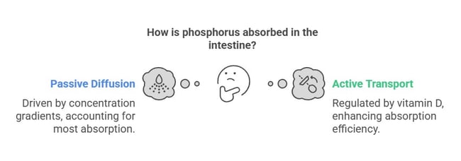 Phosphorus absorption