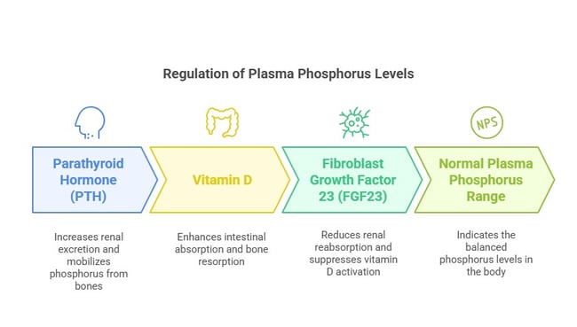 Phosphorus plasma regulation