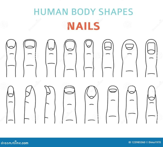 Nail Body Shapes
