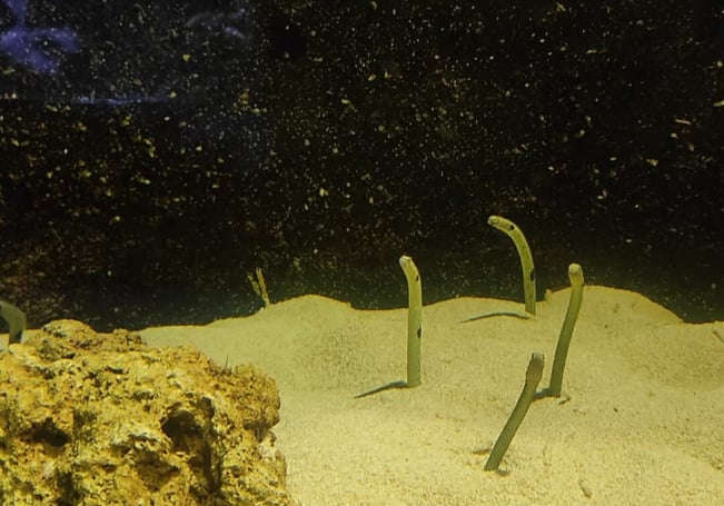 Spotted garden eels