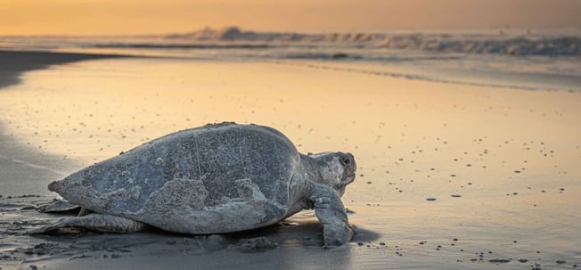 Zeeschildpad op een strand tijdens een prachtige zonsondergang.