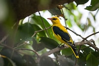 Stock image of a golden oriole.