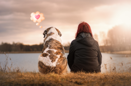 an older brown and white dog sitting on the grass next to a woman looking over a lake at sunset