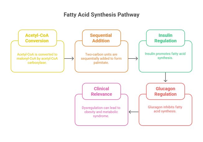 FA synthesis pathway