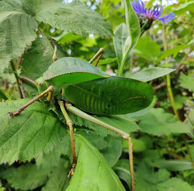 siliquofera grandis katydid