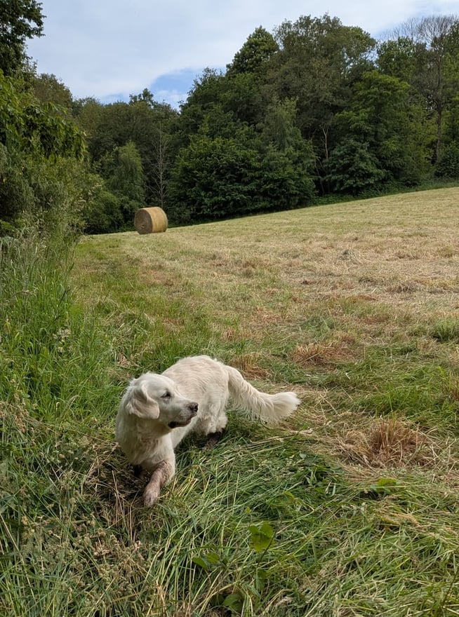 élevage familial dans la campagne de Montfort sur Meu