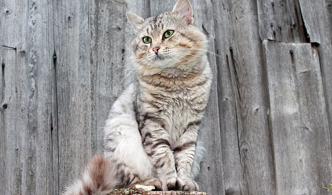 gato maine coon