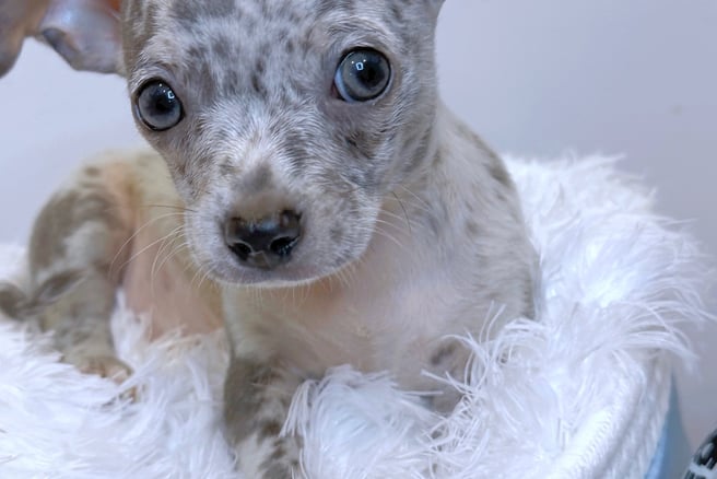 Merle chihuahua puppy for sale