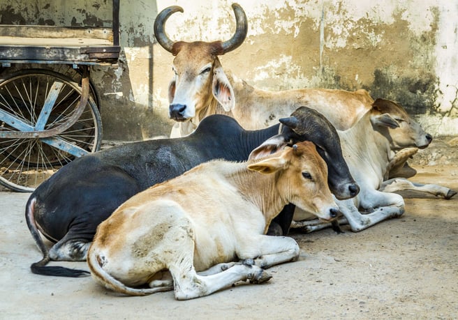 Cow Rescue