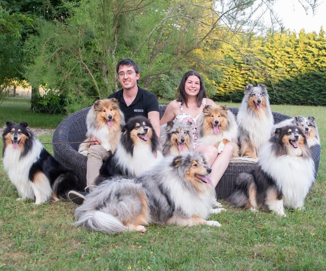 Little Hollywod collies