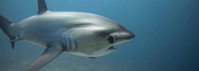 les yeux du requin renard tresher