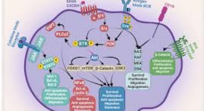 Multiple Myeloma: Diagnosis, Complications, Treatment, and Fasting