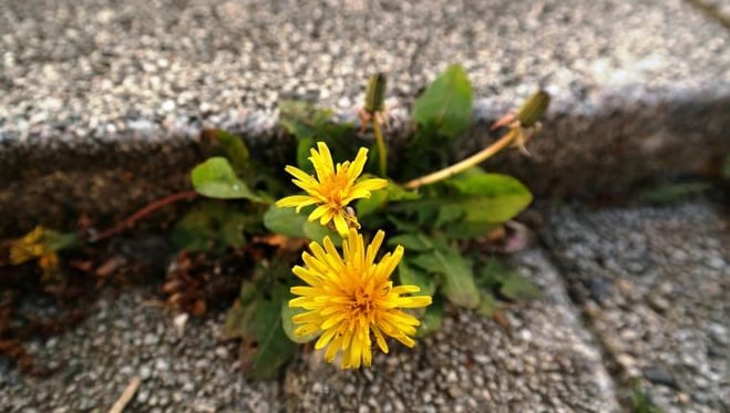 persistence quotes