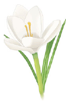 Fleur épice - crocus ou safran
