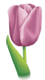 Fleur d'ornement - tulipe
