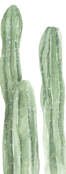 tall linear cactus