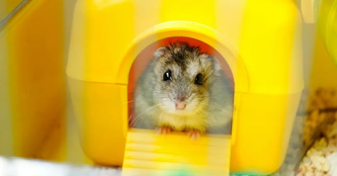 Hamster cafe dentro de una pequeña casa amarailla